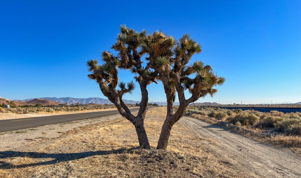 western Joshua tree in the desert